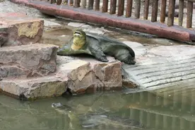 十万悬赏下，斑鳖的物种黄昏图片