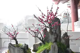 东湖梅园内的盆景展取消了吗？回应来了图片