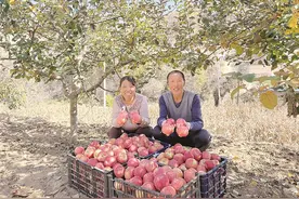 红彤彤，甜蜜蜜！晒晒石楼苹果丰收好风景图片