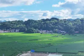 亩产5000斤！长顺6000亩茭白迎来丰收图片