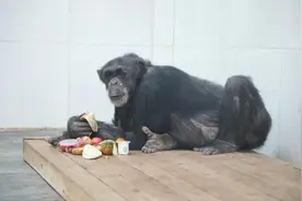 一起看看动物园的“毛孩子”们怎么温暖过冬图片