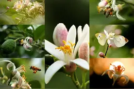 55元通玩安岳四大石刻景点 还有这三条旅游线路了解一下！图片