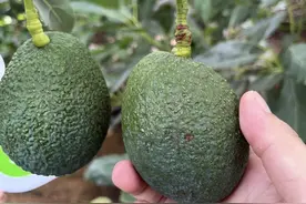 ​来自云南多地！当季国产牛油果上市 消费者将在盒马吃到新品种图片