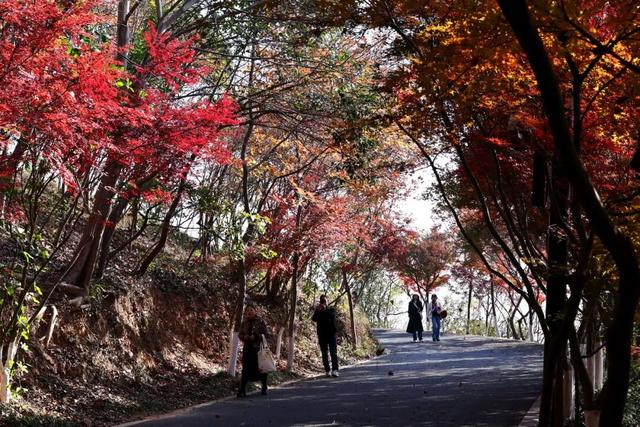 中大路 “红” 了！本周 C 位遛弯地预定！