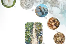 你是否知道，棉花有这么多“隐藏技能”（瞰前沿·@科学家）图片