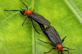 头皮发麻！韩国首尔“爱情虫”爆发，虫子堆积如黑色地毯，一点都不甜蜜图片