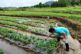 暴雨后农作物如何复产？惠州农科特派员深入田间作指导图片