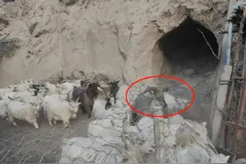 群众报警称“羊圈里闯进像羊的野生动物”，经确认为一只雄性岩羊，系国家二级保护动物图片