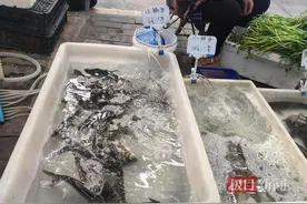 一条鱼最便宜仅6元！节后供货充足需求减弱，爱吃鱼的市民能省不少钱图片