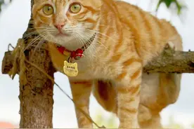 五一假期“宠物友好”民宿受热捧，专家提醒要注意入住规定图片