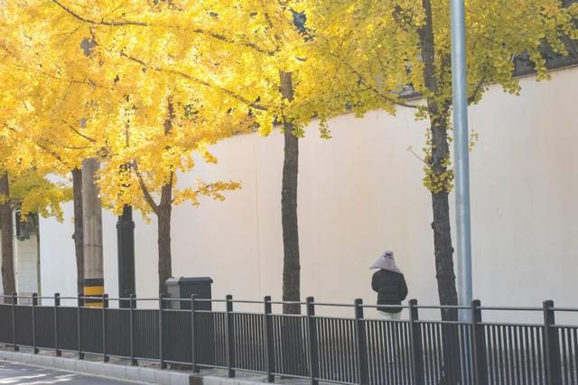 长宁最全银杏打卡点来啦，还有“宁宁”的私藏点位哦～【看“宁”的】