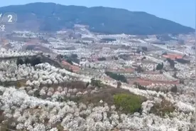 “春日盛景+限定美食” 花“香”盛“宴”点亮春经济图片