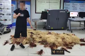 港珠澳大桥海关查获一起跨境客车司机违规携带鲜活龙虾进境案图片