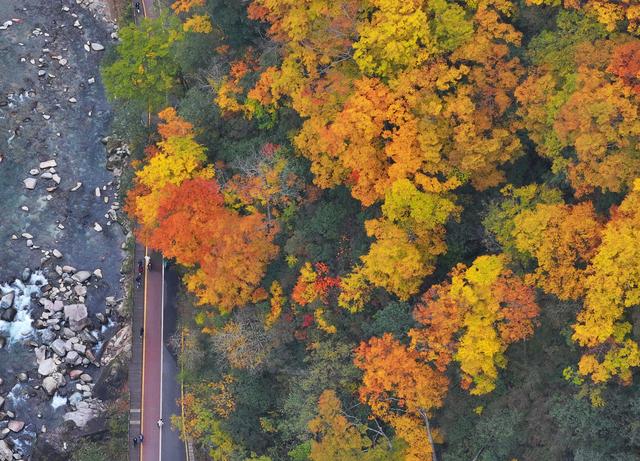 图片新闻｜四川巴中：光雾山红叶引客来 “黄金走廊”串起秋日盛宴