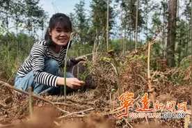 宁远：蕨菜 春日里的限定美味图片