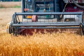 丰收啦！成都环城生态区又见风吹麦浪～图片