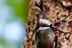 陪伴昆虫界“大力士”长大，孩子们感受生命的蜕变图片