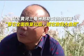 黄河三角洲救助受伤的豆雁，工作人员：“等它全面恢复以后，把它放归大自然”图片