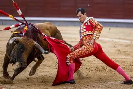 西班牙马德里举办棕树节斗牛活动 斗牛士勇战公牛图片