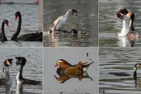 什么？！全国都在喊李现“打鸟”……图片