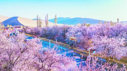 沙海繁花 春满敦煌