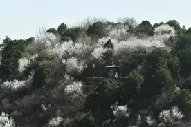 春分香山繁花绽  旧址新景遥相映图片