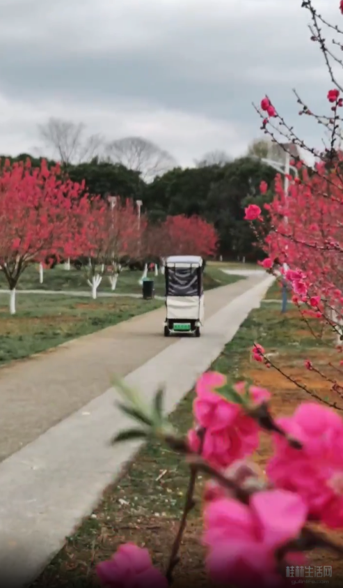 赶紧收藏！2026桂林早春赏花攻略！周末出游直接冲！