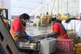 乳山生蚝出战，竞争最佳年货！山东小伙抖音电商月售300多万斤图片