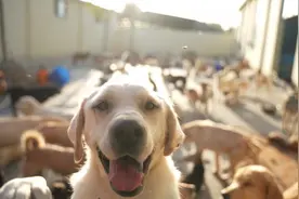 人间丨一人，十年，两千只流浪狗图片