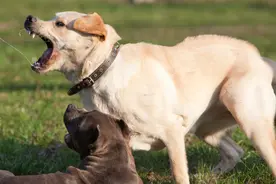 男子炫耀济南市中心养烈性犬？物业称狗主人已将狗带走，警方回应图片