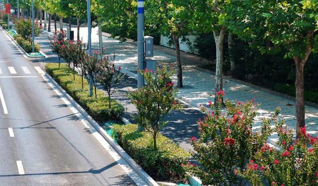 紫薇盛放迎花期，普陀市级绿化特色道路等你赏花→