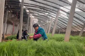 河北深州：寒潮强势来袭，农技专家下田“支招”视频封面