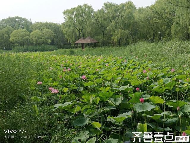 壹点号·秀山东|森林公园的荷花，千朵万朵压枝低