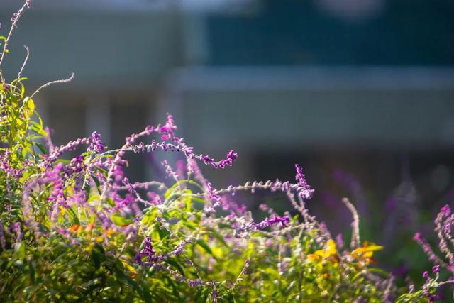 最好的秋天，在华师！