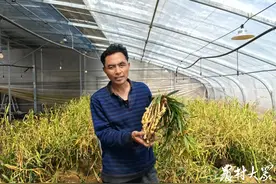 春种变“春收”！早春红芽姜40元/斤图片