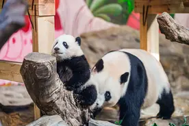 大湾区最受宠“小公主”半岁了！广府大熊猫“妹猪”生日宴“萌”翻全场！图片