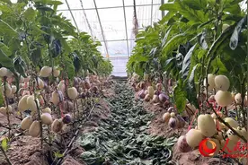 新春走基层丨沙漠里人参果丰收了图片