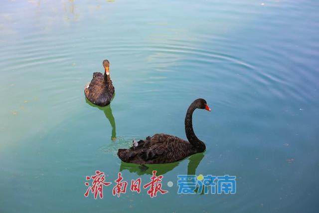 一年四季 泉在济南丨稻风荷语 绿意诗行