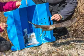 撞伤雀鹰康复后回归野外，专家提醒：预防鸟撞可以这样做图片