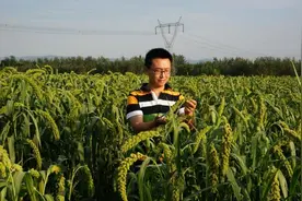 创新谷子科研 推动农业发展——记山西农业大学农学院院长原向阳教授图片