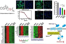 中国科学家发现天然强效胆固醇降解剂 为降脂治疗心脑血管疾病提供新思路丨科技观察图片