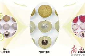 龙眼荔枝“结婚生娃”    还有了“孙子”图片