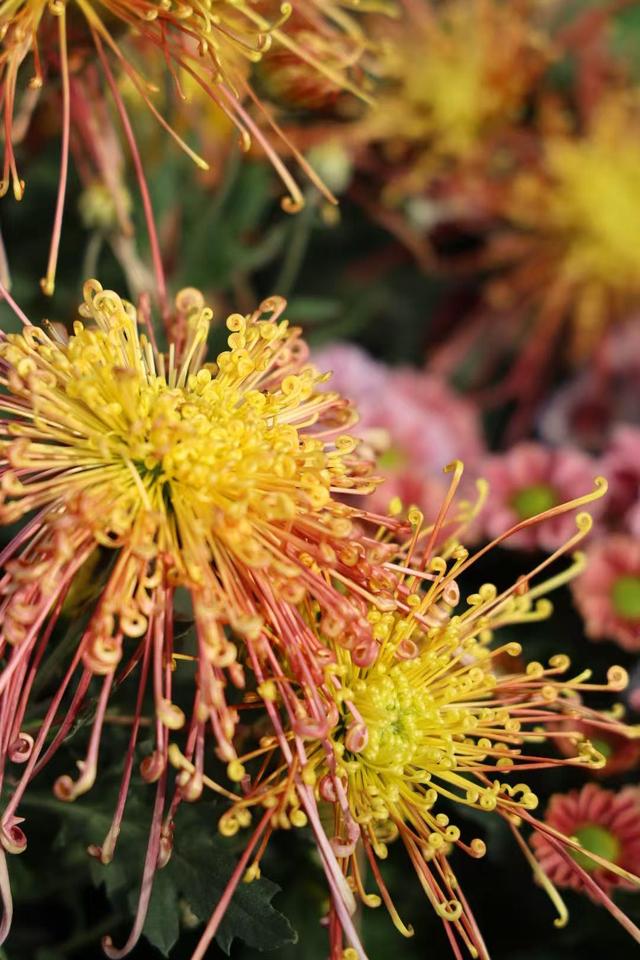 晚潮｜深秋，总要看场菊展吧