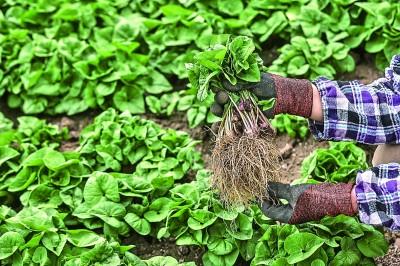 药香伴旅程：一张文旅融合的“中国方”