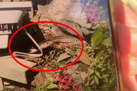 路口花基竟“潜伏”着剧毒眼镜王蛇！市民果断报警……图片