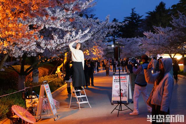 单樱盛放，夜游赏景正当时
