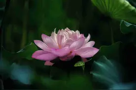 京城拍客今日精选｜竹韵荷风清 葵花向阳生图片