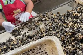 你吃的螺肉可能有风险！暗访福寿螺产业链图片