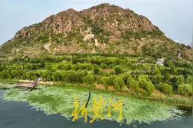 华山湿地现“接天莲叶无穷碧”美景图片