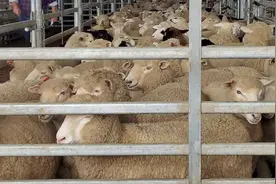 一只羊仅能卖157元！澳大利亚羊肉价格暴跌75%，牧场主宁可免费送人也不愿继续饲养图片